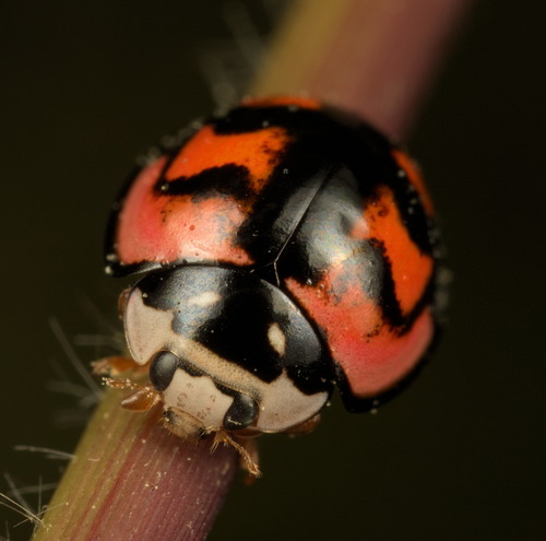 Six-spotted Zigzag Ladybird photo 3