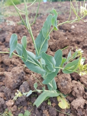 Conringia orientalis