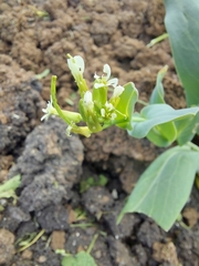 Conringia orientalis