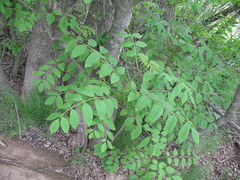 Fraxinus mandshurica
