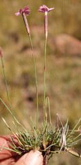 Dianthus micropetalus