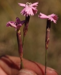 Dianthus micropetalus
