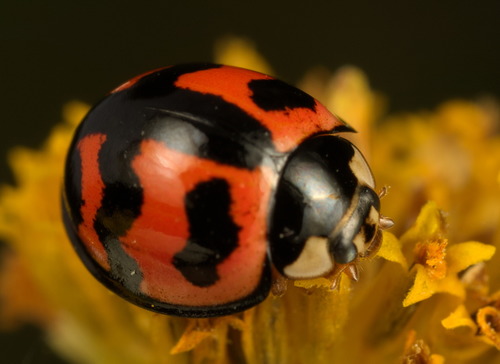 Six-spotted Zigzag Ladybird photo 4