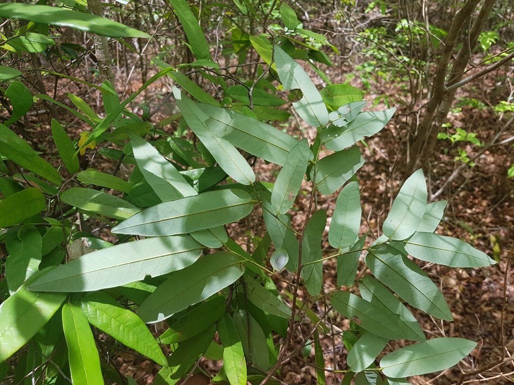 Monanthotaxis micrantha