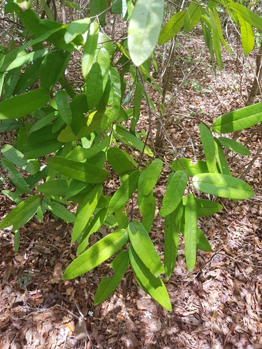 Monanthotaxis micrantha image