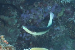 Anampses neoguinaicus