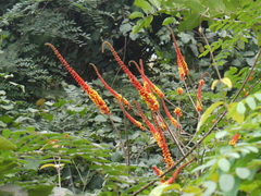 Moullava spicata