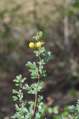 Vachellia swazica