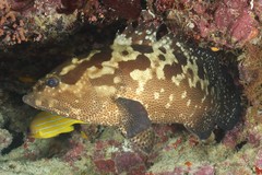 Epinephelus polyphekadion