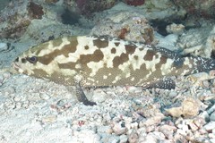 Epinephelus polyphekadion