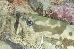 Epinephelus polyphekadion
