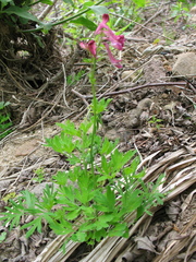 Corydalis buschii