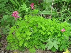 Corydalis buschii