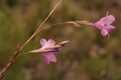 Dierama robustum