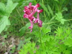 Corydalis buschii
