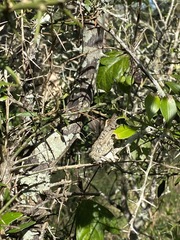 Citrus australis