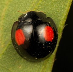 Coelophora biplagiata
