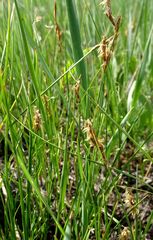 Carex praecox