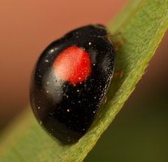 Coelophora biplagiata