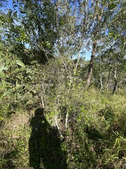 Citrus australis