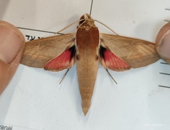 Theretra alecto cretica