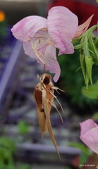 Theretra alecto cretica
