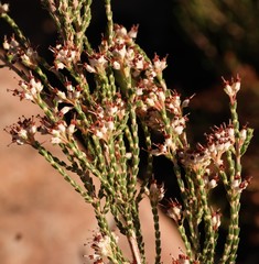 Erica passerinoides