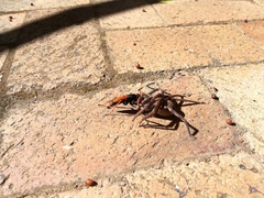 Tachypompilus ignitus