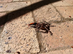 Tachypompilus ignitus