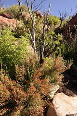 Erica passerinoides