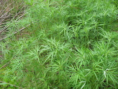 Artemisia selengensis