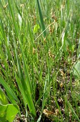 Carex praecox