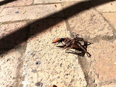 Tachypompilus ignitus