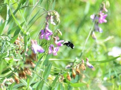 Bombus vosnesenskii