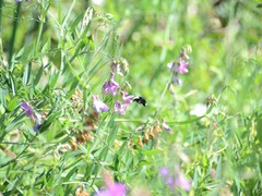 Bombus vosnesenskii