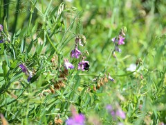Bombus vosnesenskii
