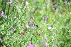 Bombus vosnesenskii