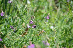 Bombus vosnesenskii