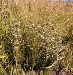 Erica passerinoides