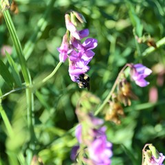 Bombus vosnesenskii