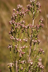 Erica passerinoides