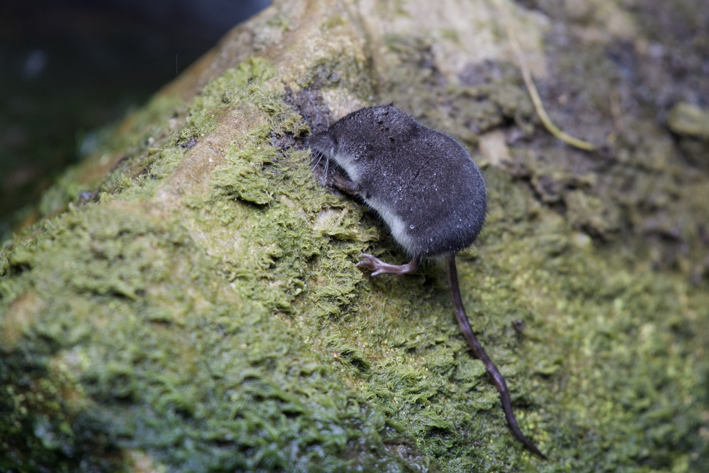 American Water Shrew (Mammals of North Park) · iNaturalist