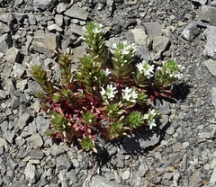 Epilobium pycnostachyum