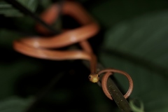 Thamnodynastes pallidus