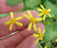 Cineraria lobata