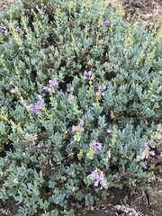 Penstemon barrettiae