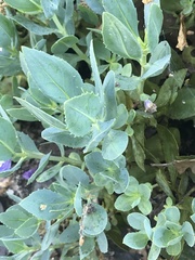 Penstemon barrettiae