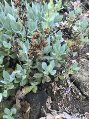 Penstemon barrettiae