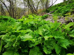 Urtica platyphylla