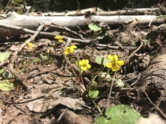 Viola orbiculata